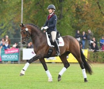 paard-b.jpg