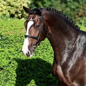 paard-casco-blue-dsc55961920x1920.jpeg