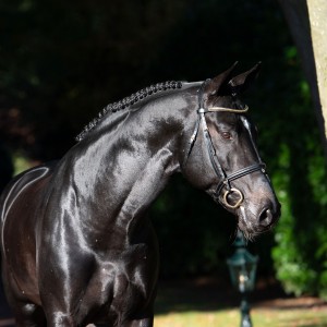 paard-chad-bluedsc7855-zgel1920x1920.jpeg
