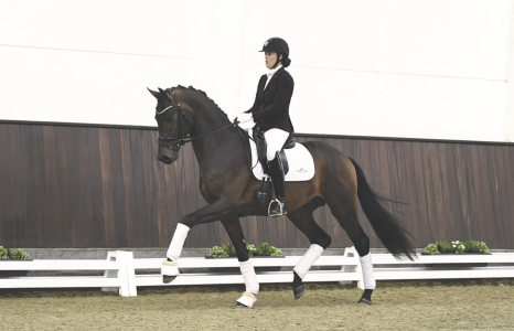 paard-dynamic-dream-draf.png