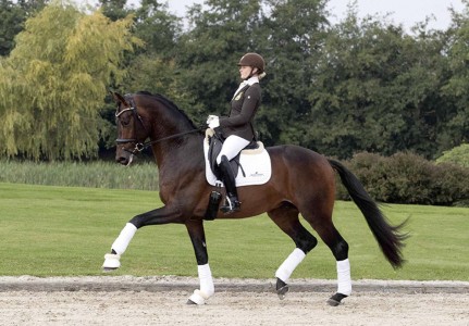 paard-dynamicdream-red-web-stallion.jpeg