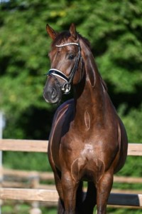 paard-feliciano-kopf-2024.jpeg