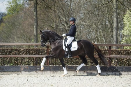 paard-ferguson-site-min-scaled.jpeg