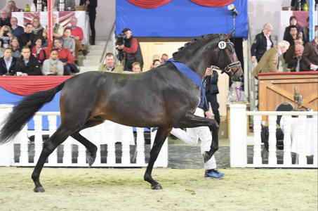 paard-follow.png
