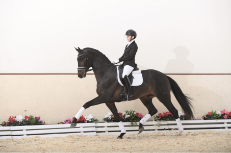 paard-furst-toto.png