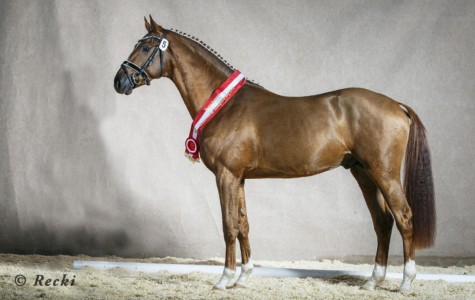 paard-galerie4088borsalino-stand-recki2x.jpeg