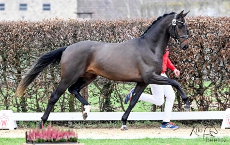 paard-globalhope-trab-kiki-20222x.jpeg