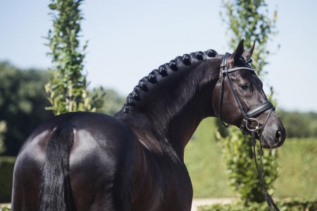 paard-imposantos-hoofd-achter-site.jpg