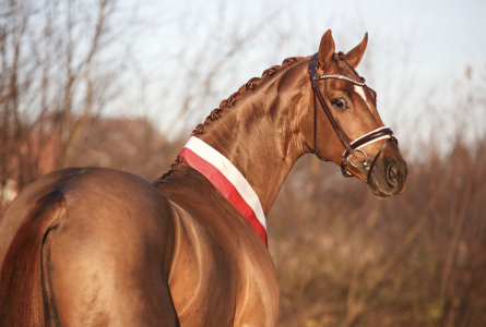 paard-lifetime-kop-132306.png