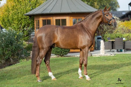 paard-lv-175744.jpg