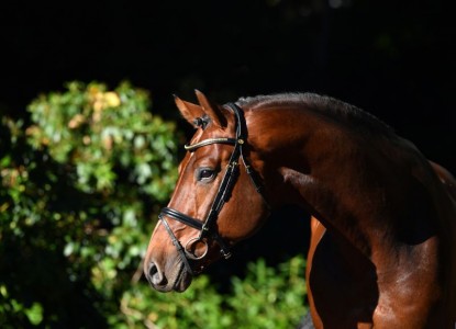 paard-meganusdsc5460800x800.jpeg
