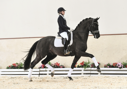 paard-schermafbeelding-2021-02-03-om-135038.png