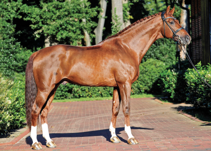 paard-schermafbeelding-2022-01-28-om-143442.png