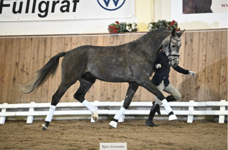 paard-schermafbeelding-2023-01-26-om-095044.png