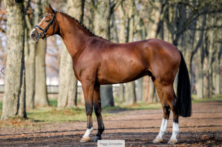 paard-schermafbeelding-2023-01-26-om-095835.png