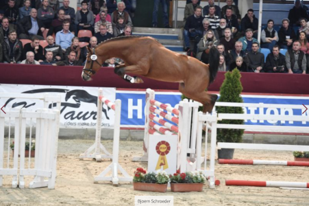 paard-schermafbeelding-2023-01-26-om-095847.png