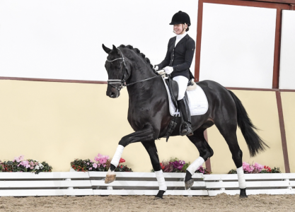 paard-schermafbeelding-2023-01-26-om-133540.png