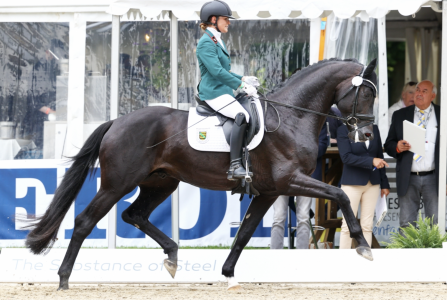 paard-schermafbeelding-2023-01-26-om-133619.png