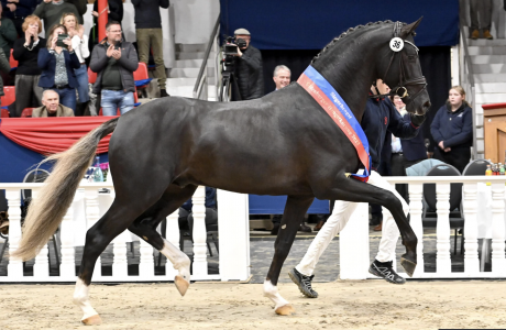paard-schermafbeelding-2023-01-26-om-150939.png