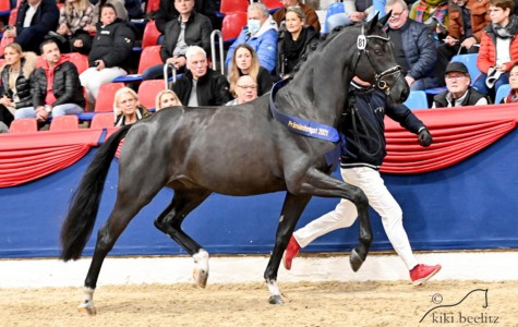 paard-stemilion-trab2x-155120.jpeg