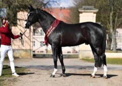 paard-vescamillo-bretton-woods.jpg
