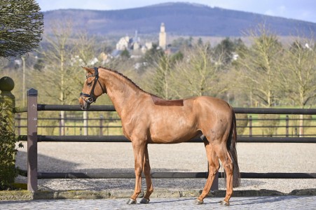 paard-vitalhit-vvitalis-gsh22-jre3322-fotoreumannbearbeitet-scaled.jpeg