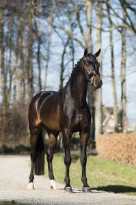 paard-z-site-min-scaled.jpg
