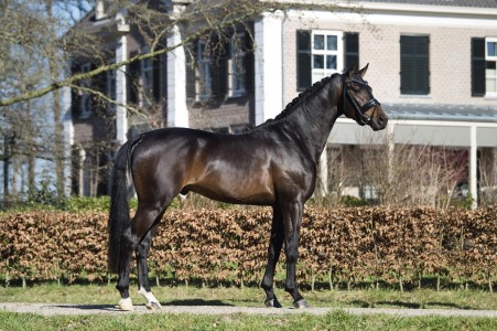 paard-z-website-min-scaled.jpg